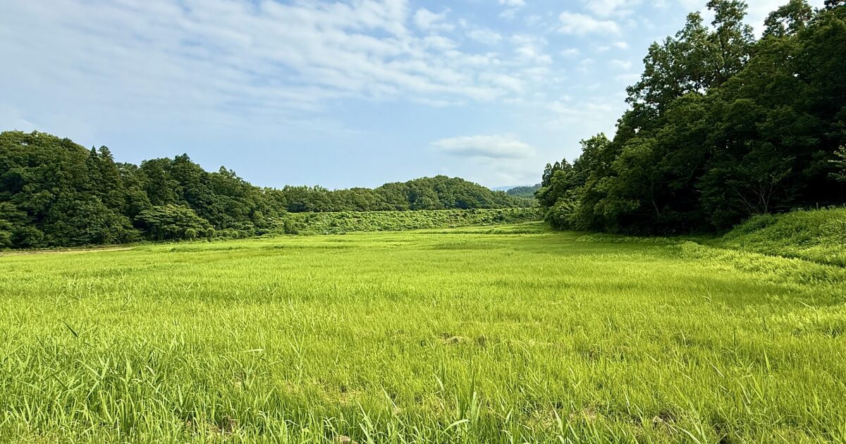 青空の下に広がる緑豊かな草原と森林の風景