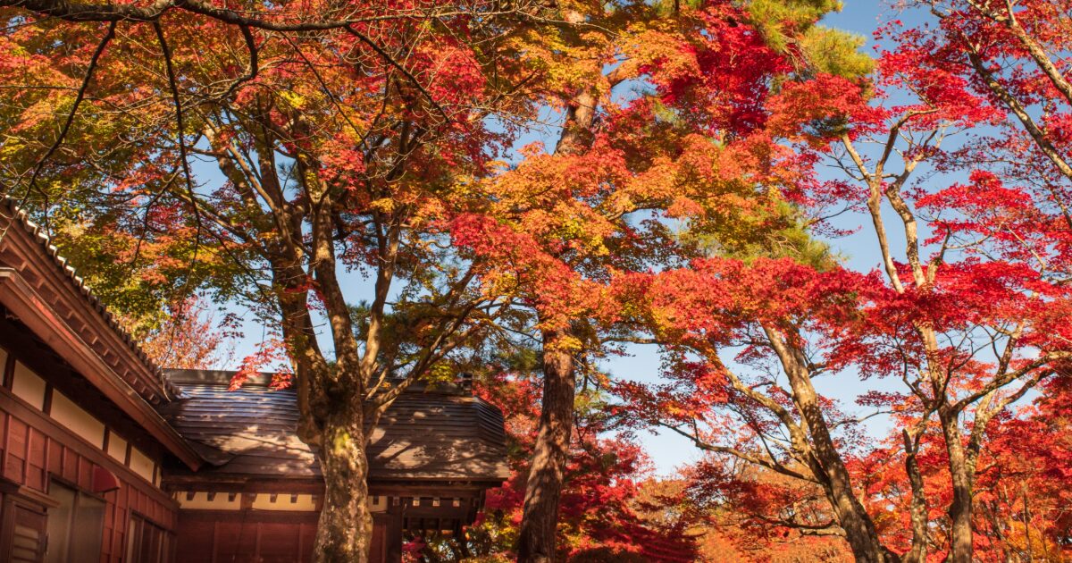 紅葉に染まる秋の旧長岡藩主牧野家ゆかりの庭園