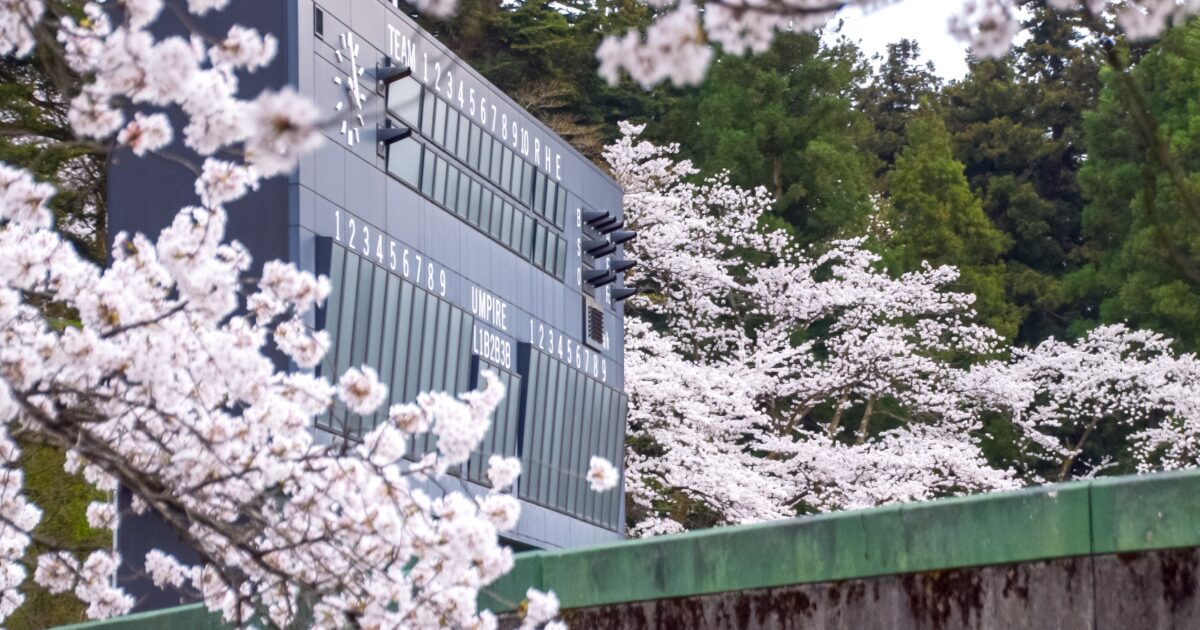 満開の桜に囲まれた野球場のスコアボード