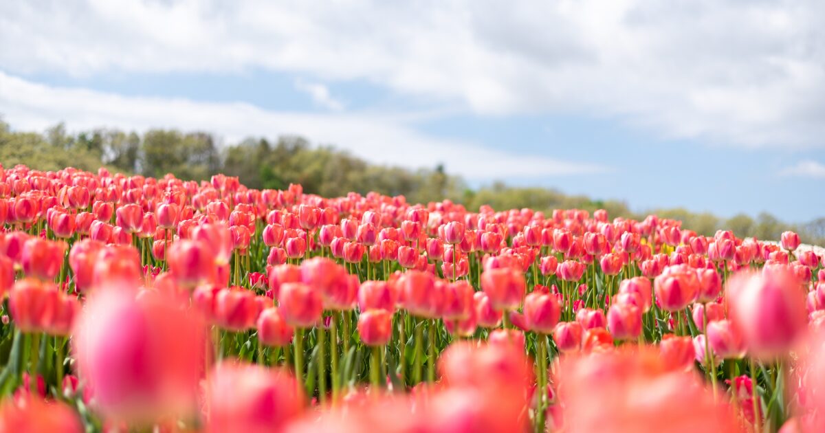 満開のチューリップ畑と青空