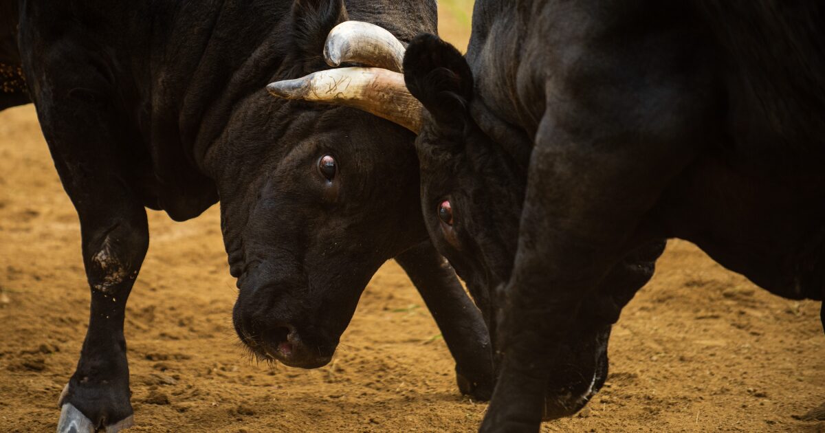 新潟県の伝統行事牛の角突きの迫力ある様子