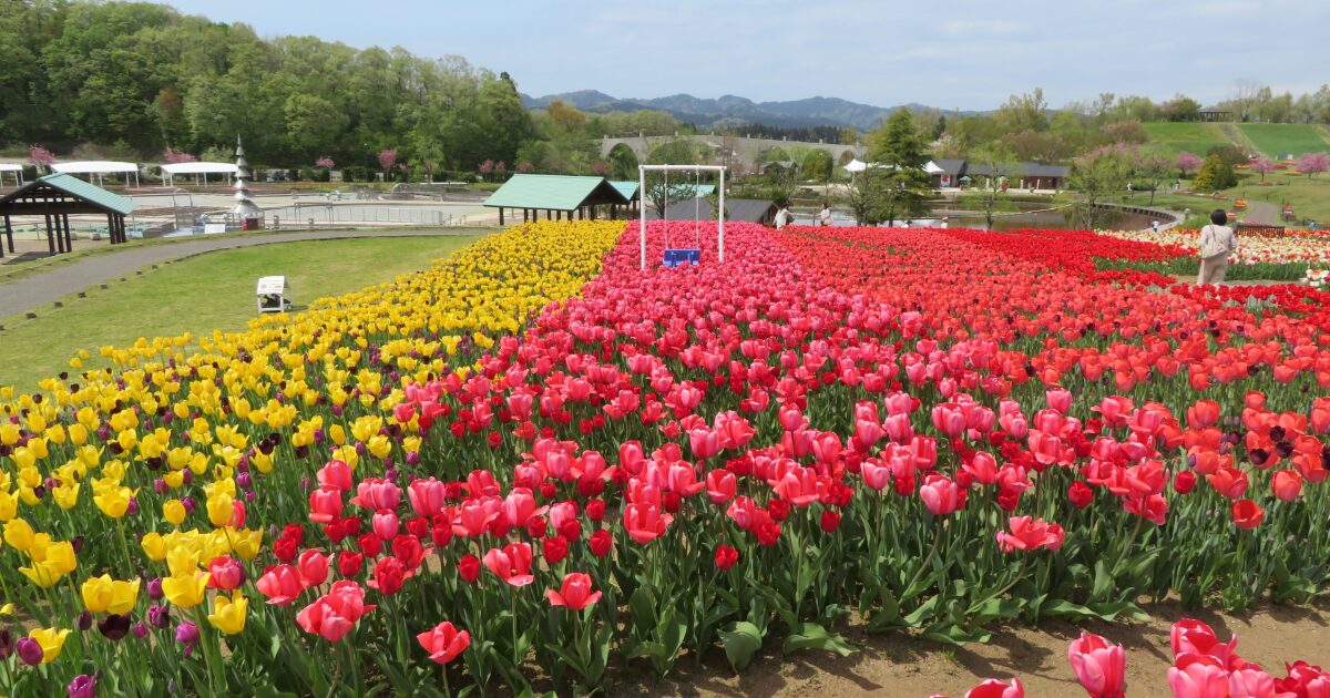 国営越後丘陵公園の色鮮やかなチューリップ畑