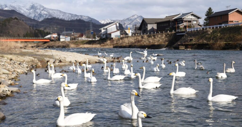 冬の川辺に集まる白鳥と雪山を背景にした集落の風景