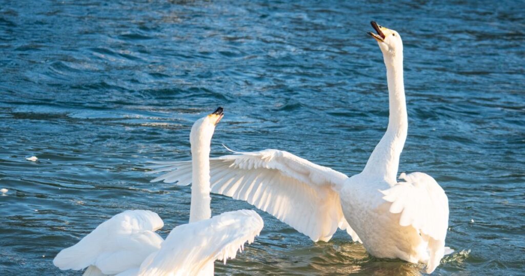 川辺で羽を広げる白鳥のつがいの姿