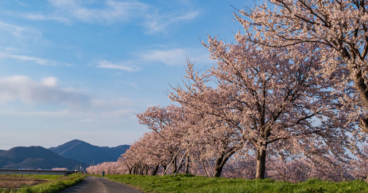 桜並木と青空の春の田舎道
