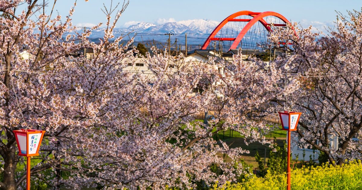 桜と赤い橋と雪山が重なる春の絶景