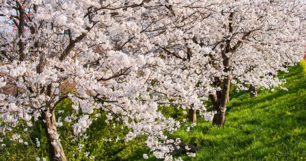 満開の桜と緑の斜面の春景色